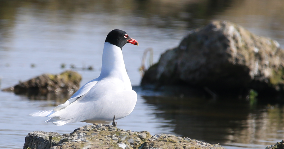 Recent Sightings 12th March - 18th March